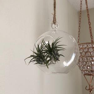 small glass terrarium